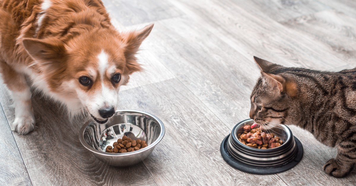 Can dogs eat cat outlet food as a treat